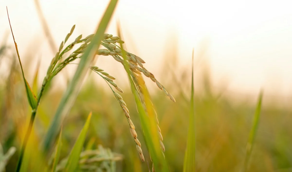 Agriculture and the land