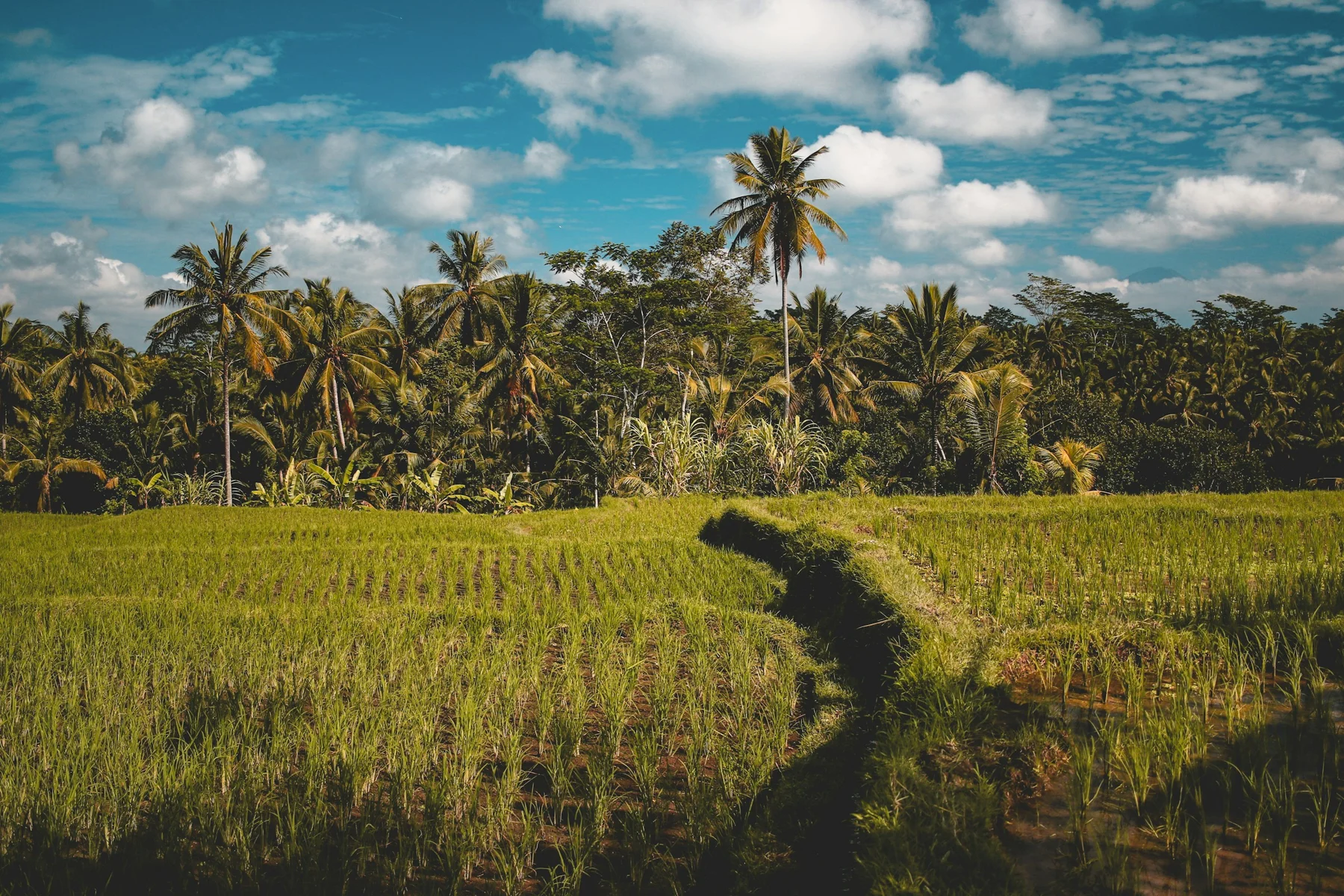 Lush green agricultural landscape