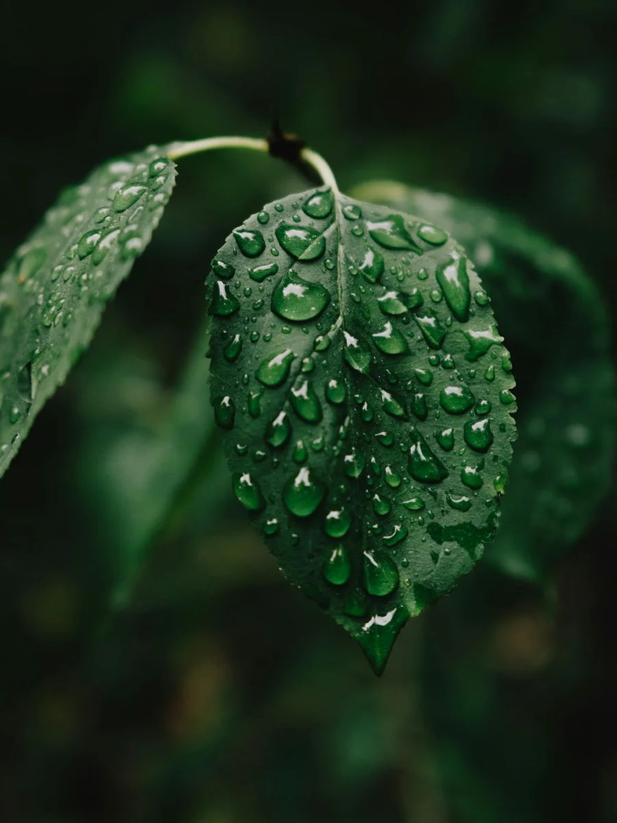 Fresh green foliage